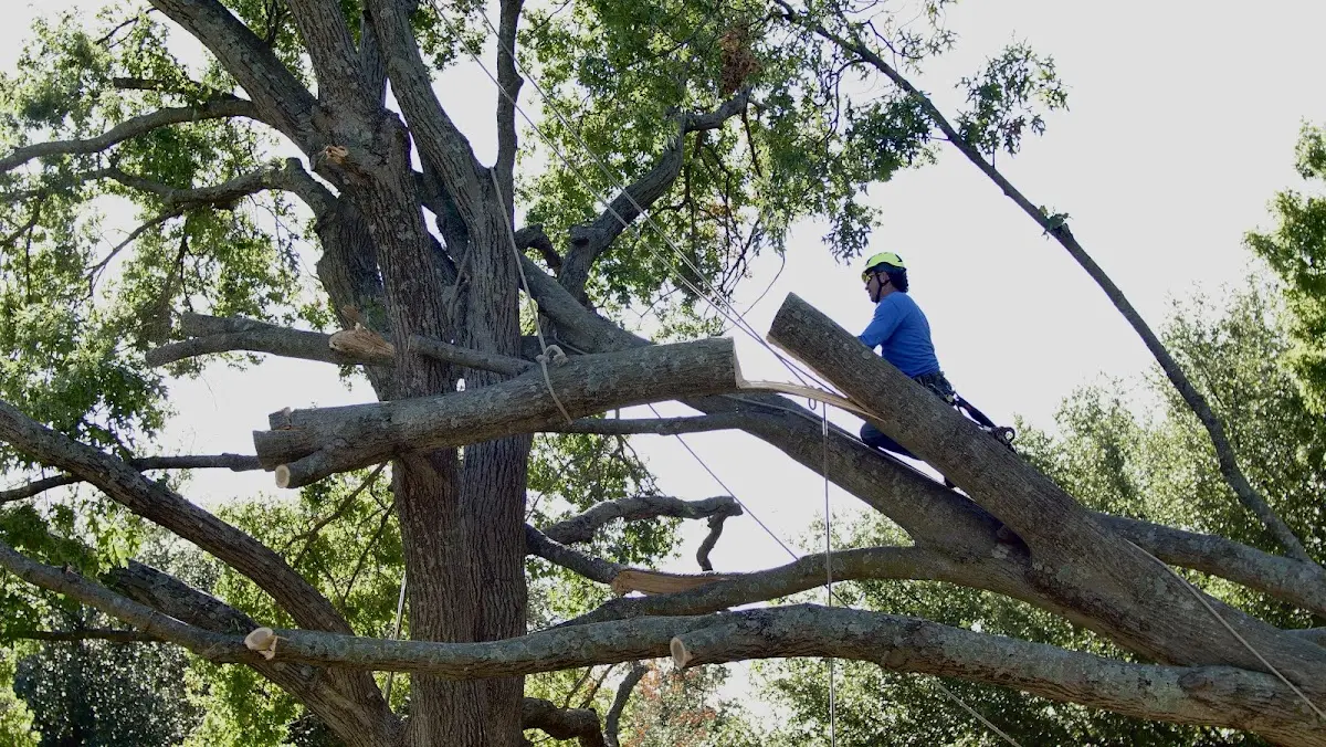 Professional Crown Thinning performed by certified arborists in New Enterprise