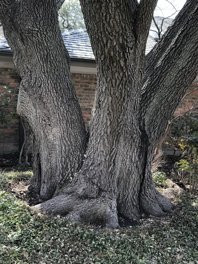 Mature heritage tree close to a New Enterprise property cared for by certified arborists